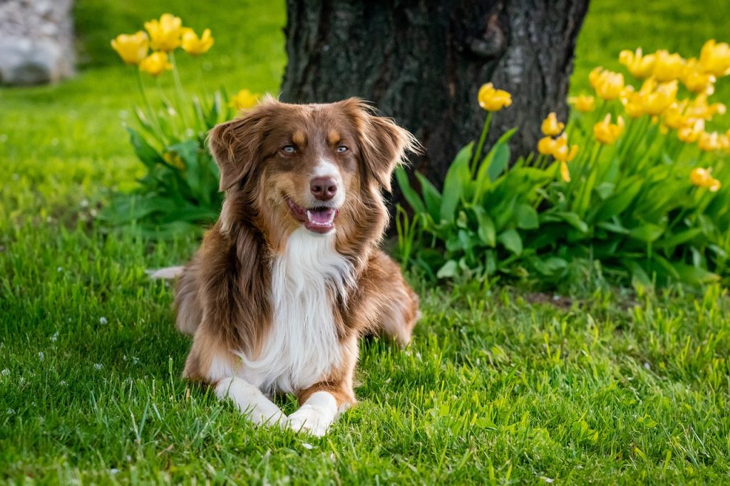 Dog poop Pickup in White Lake Charter Township