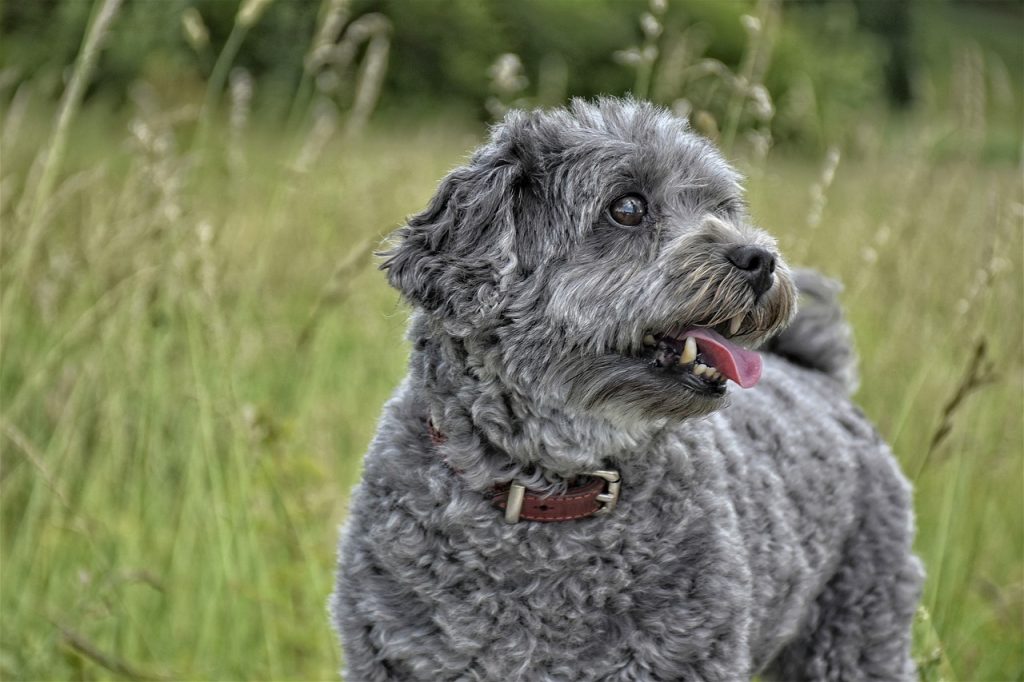 Dog Poop Pickup in White Lake Charter Township