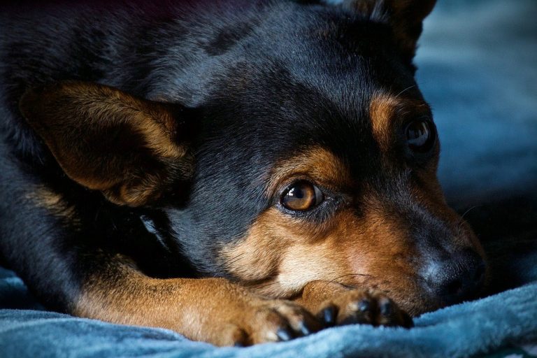 Dog poop Pickup in White Lake Charter Township