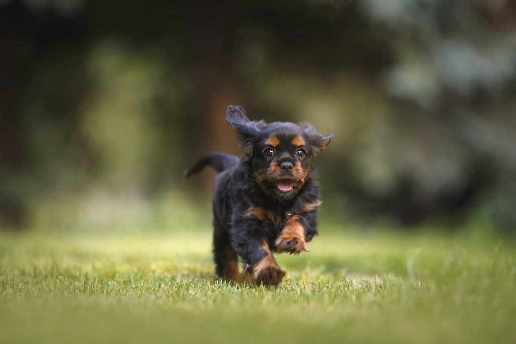 Dog Poop Pickup in White Lake Charter Township