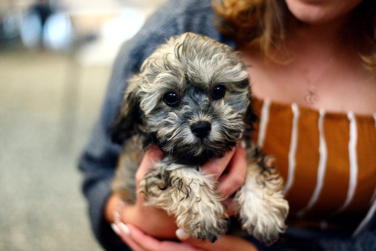 Dog poop Pickup in White Lake Charter Township