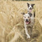 Dog poop Pickup in White Lake Charter Township